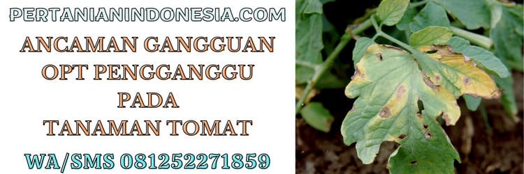 ancaman,gangguan,opt,organisme pengganggu tanaman,opt pengganggu